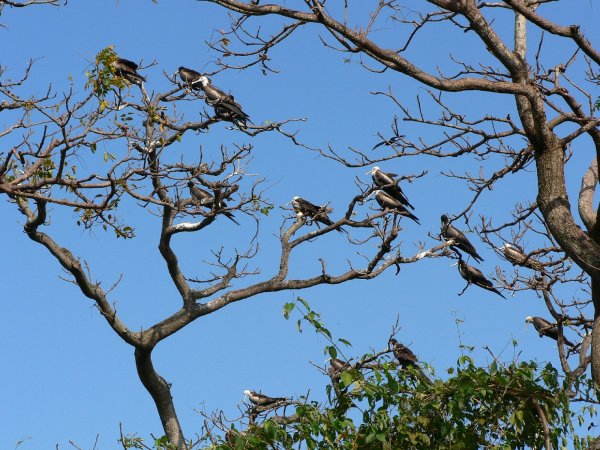 14- Fregates en haut des branches 
